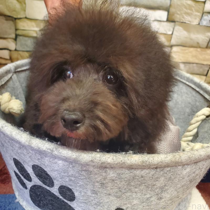 販売中の広島県のトイプードル-408463の2枚目