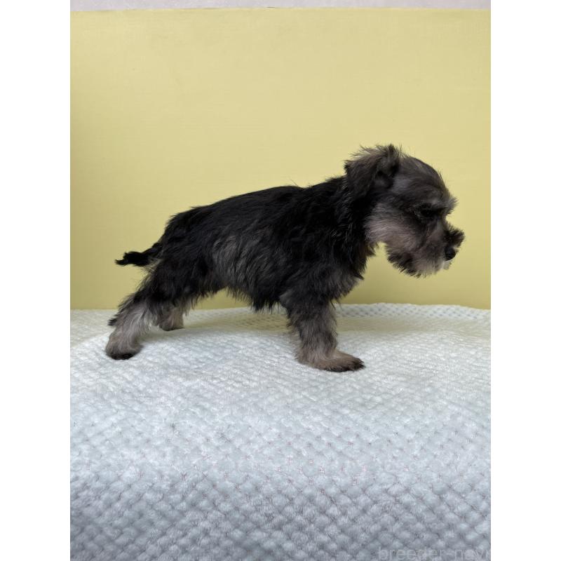 成約済の東京都のミニチュアシュナウザー-415565の3枚目