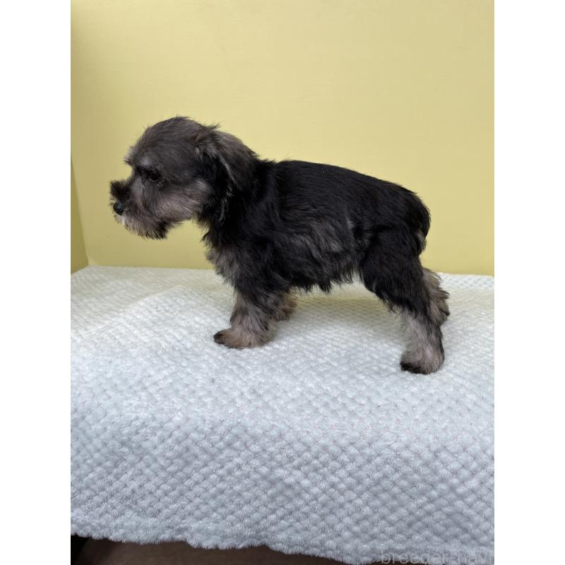 成約済の東京都のミニチュアシュナウザー-415565の2枚目