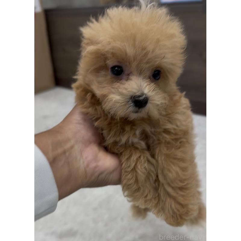 販売中の福岡県のマルプー:マルチーズ×トイプードル-423479の4枚目