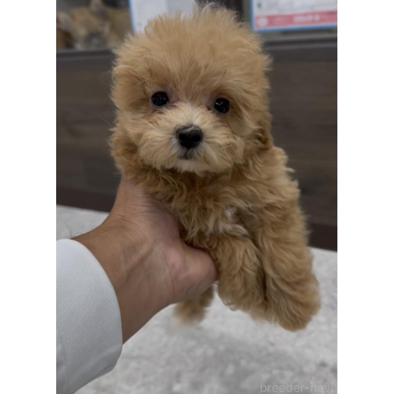 販売中の福岡県のマルプー:マルチーズ×トイプードル-423479の3枚目