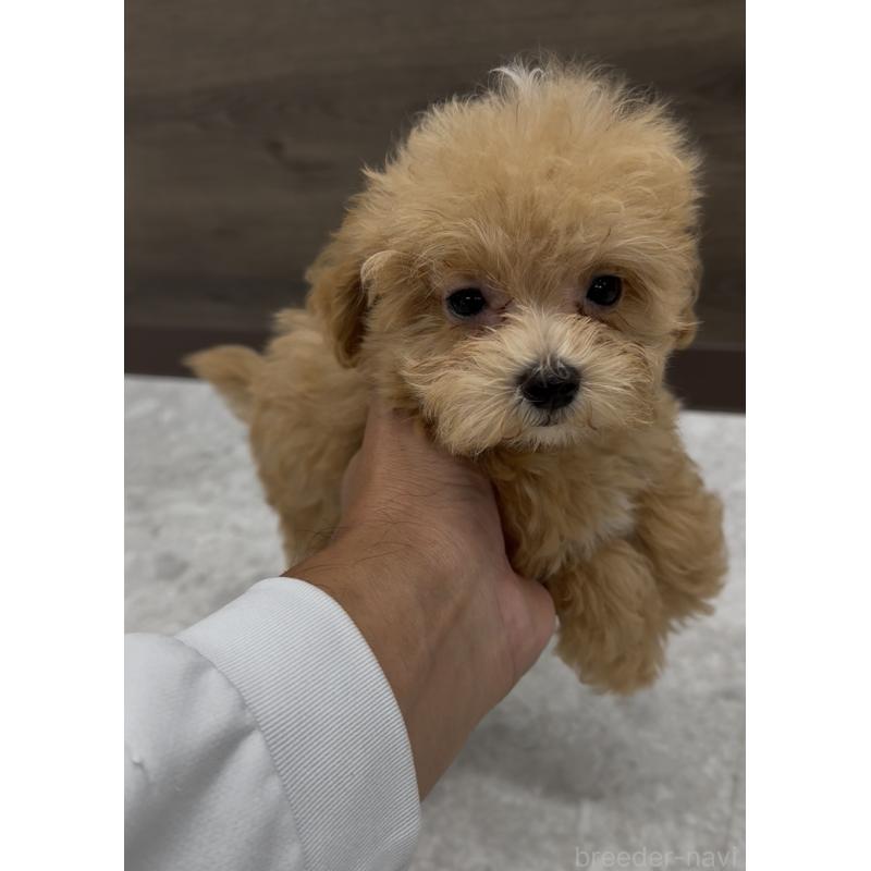 販売中の福岡県のマルプー:マルチーズ×トイプードル-423479の2枚目