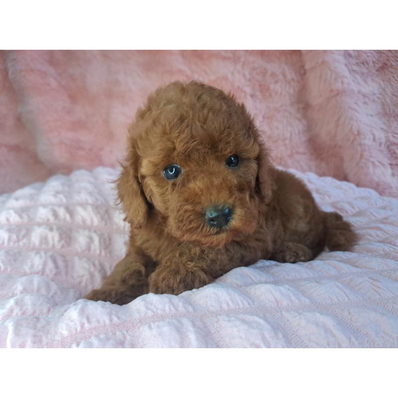 販売中の愛知県のトイプードル-421601