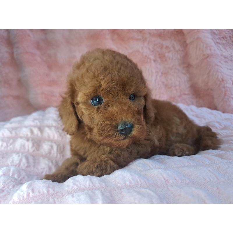 成約済の愛知県のトイプードル-421601の5枚目