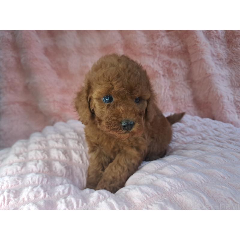 成約済の愛知県のトイプードル-421601の3枚目