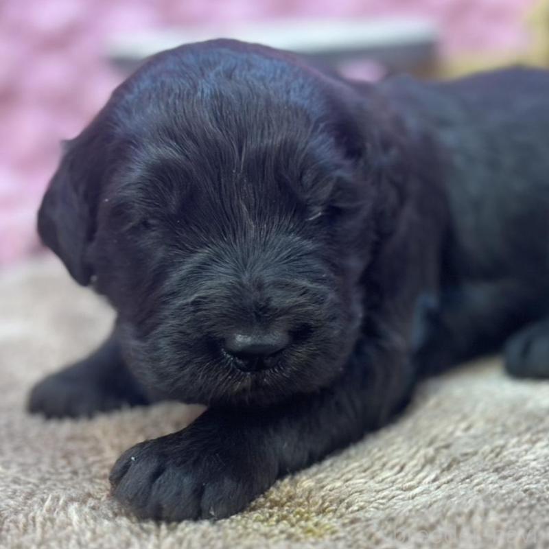 販売中の茨城県のゴールデンドゥードル:ゴールデンレトリーバー×プードル-423480