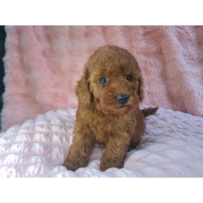 成約済の愛知県のトイプードル-421601の2枚目