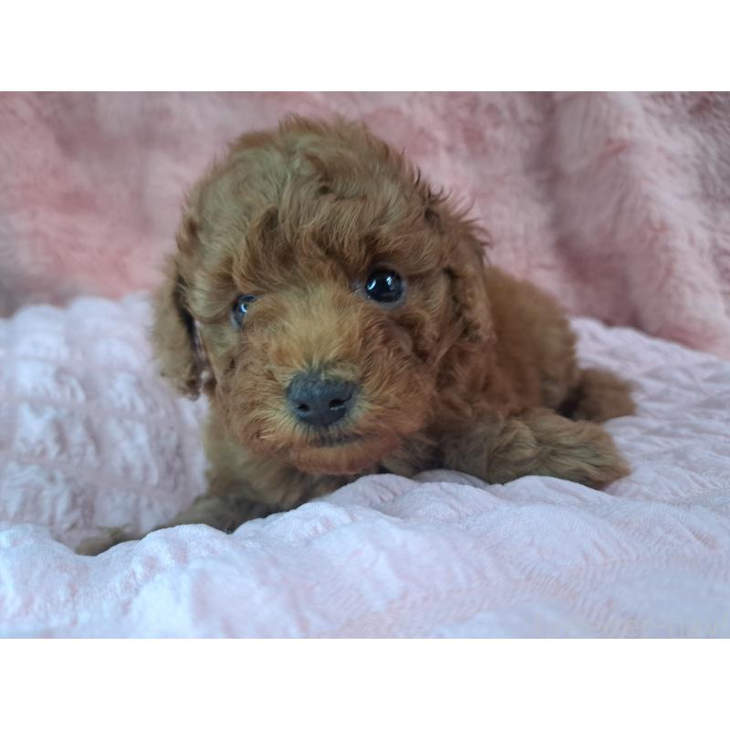 販売中の愛知県のトイプードル-421602