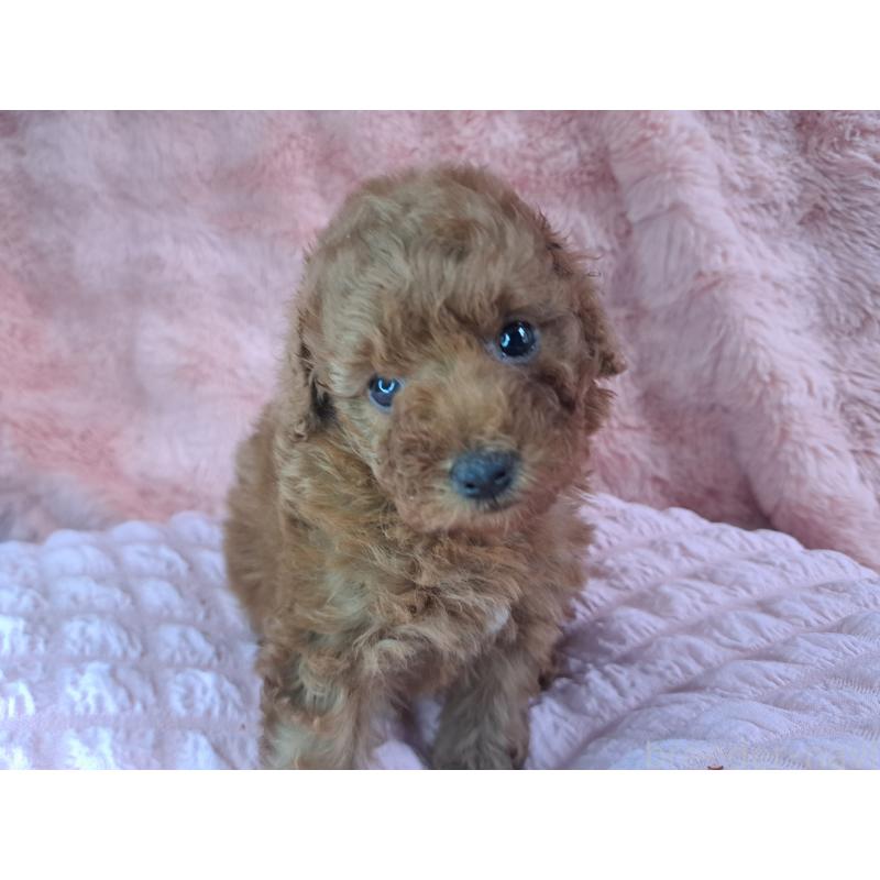 販売中の愛知県のトイプードル-421602の28枚目