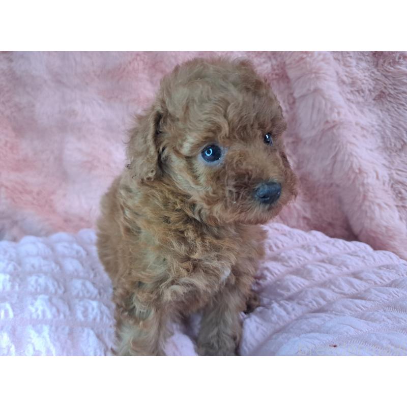 販売中の愛知県のトイプードル-421602の27枚目