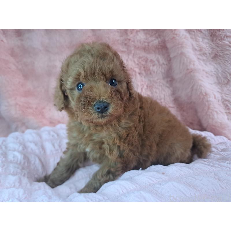 販売中の愛知県のトイプードル-421602の26枚目