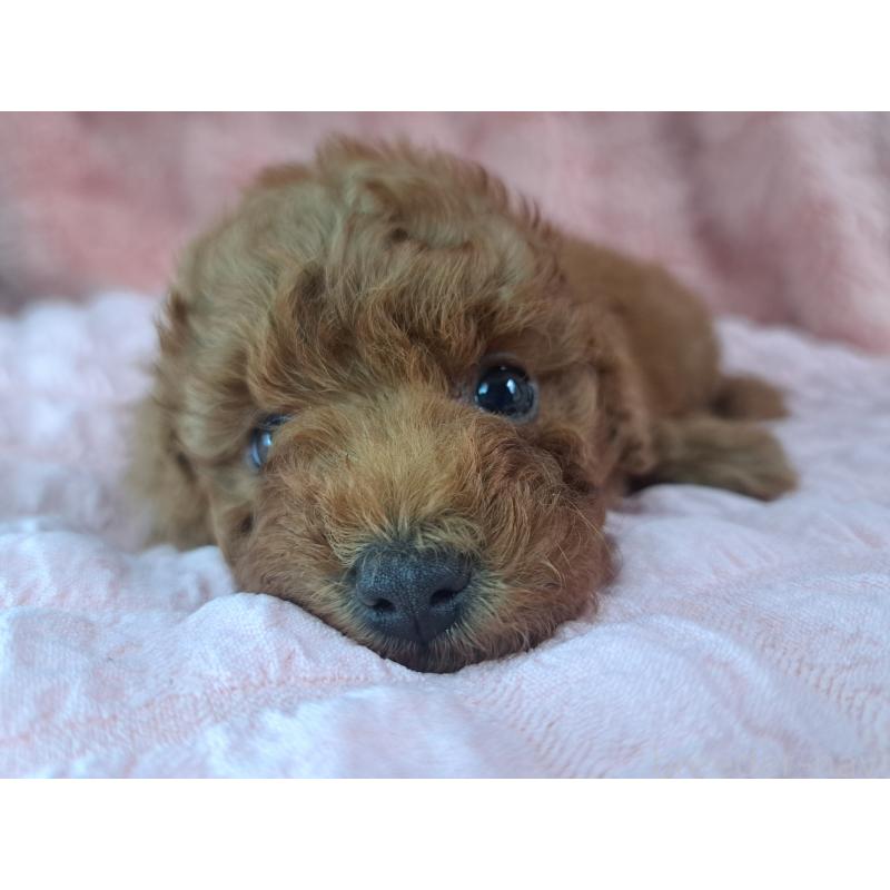 販売中の愛知県のトイプードル-421602の25枚目