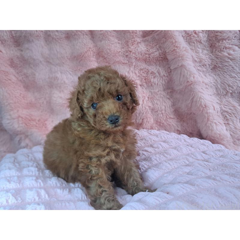 販売中の愛知県のトイプードル-421602の24枚目