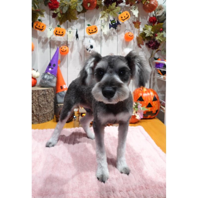 販売中の群馬県のミニチュアシュナウザー-414814の6枚目