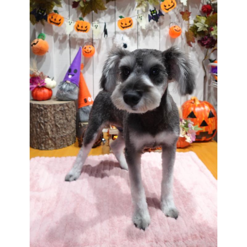 販売中の群馬県のミニチュアシュナウザー-414814の5枚目