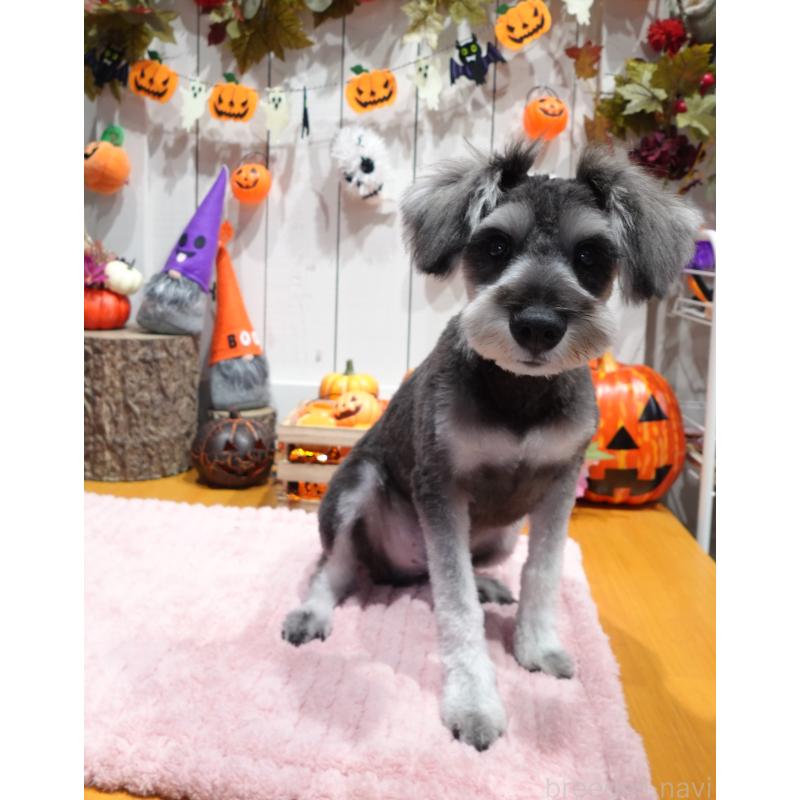 販売中の群馬県のミニチュアシュナウザー-414814の4枚目