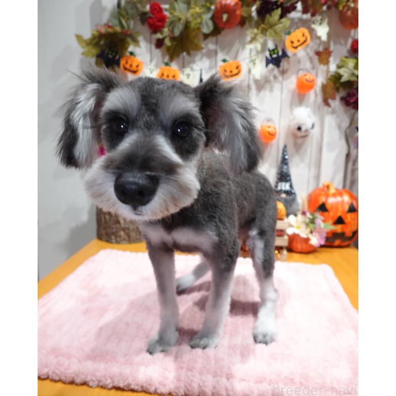 販売中の群馬県のミニチュアシュナウザー-414814の3枚目