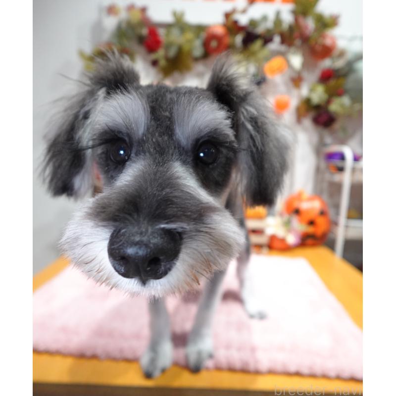 販売中の群馬県のミニチュアシュナウザー-414814の2枚目