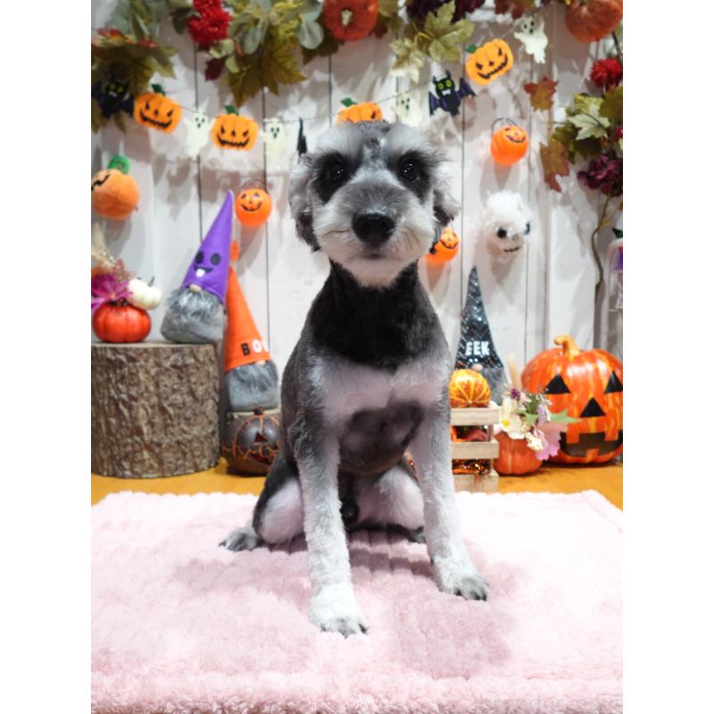 販売中の群馬県のミニチュアシュナウザー-414821の4枚目