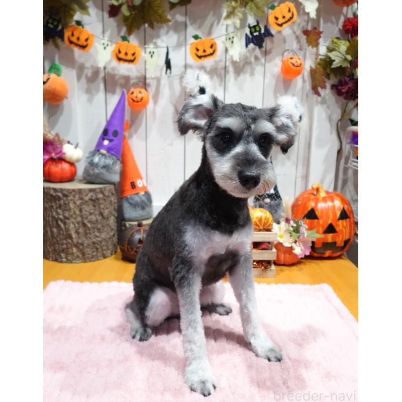 販売中の群馬県のミニチュアシュナウザー-414821の3枚目