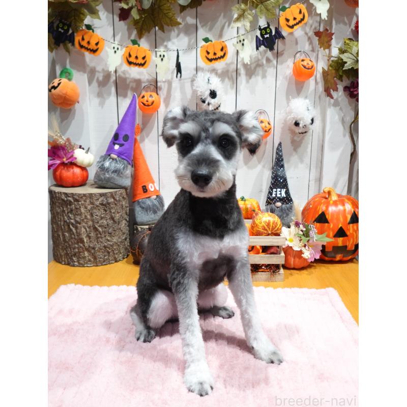 販売中の群馬県のミニチュアシュナウザー-414821の2枚目