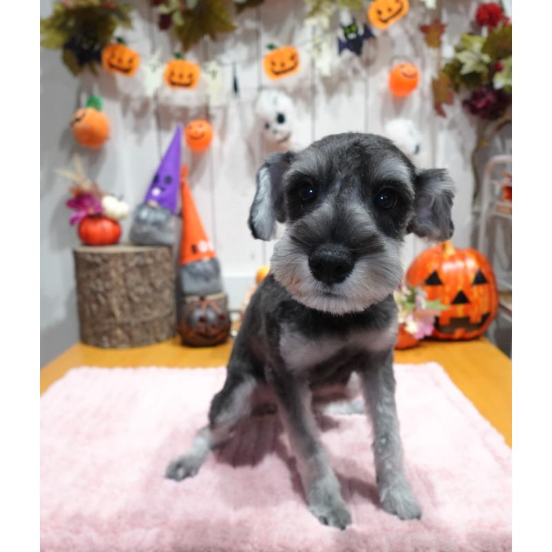 販売中の群馬県のミニチュアシュナウザー-414817の3枚目