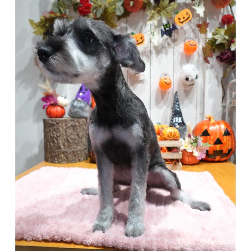 販売中の群馬県のミニチュアシュナウザー-414817の2枚目