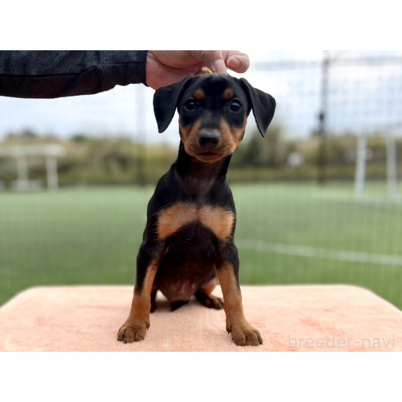 販売中の東京都のジャーマンピンシャー-423483の6枚目