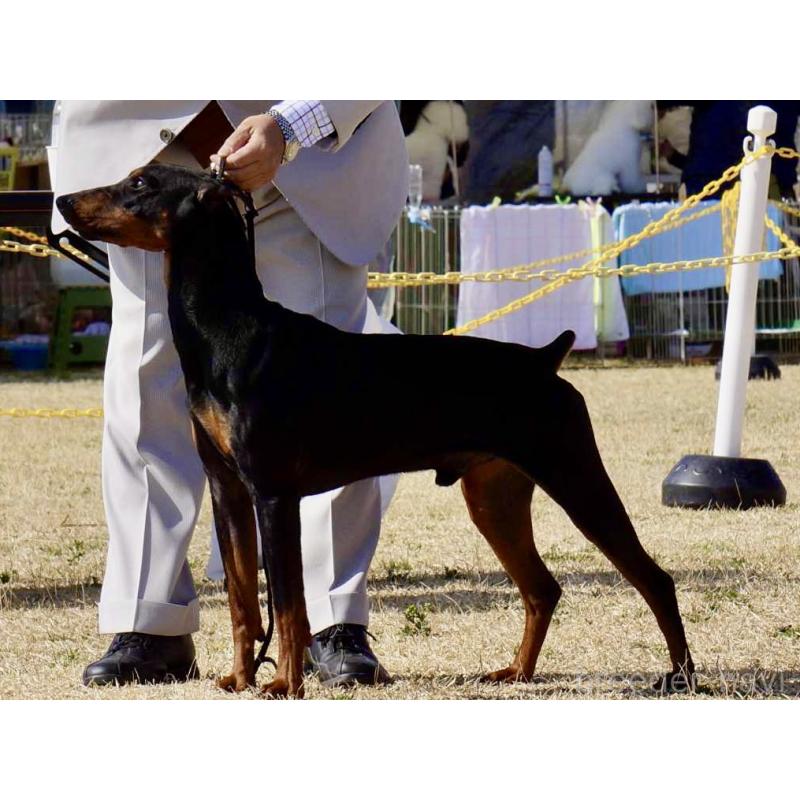 販売中の東京都のジャーマンピンシャー-423483の5枚目