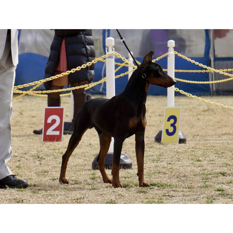 販売中の東京都のジャーマンピンシャー-423483の4枚目