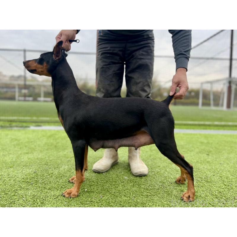 販売中の東京都のジャーマンピンシャー-423483の3枚目