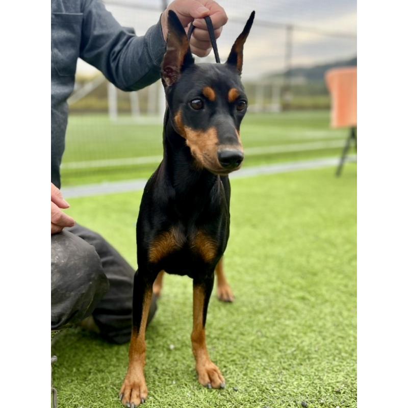 販売中の東京都のジャーマンピンシャー-423483の2枚目