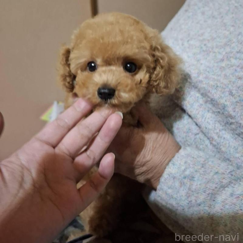 販売中の青森県のタイニープードル-423482の4枚目