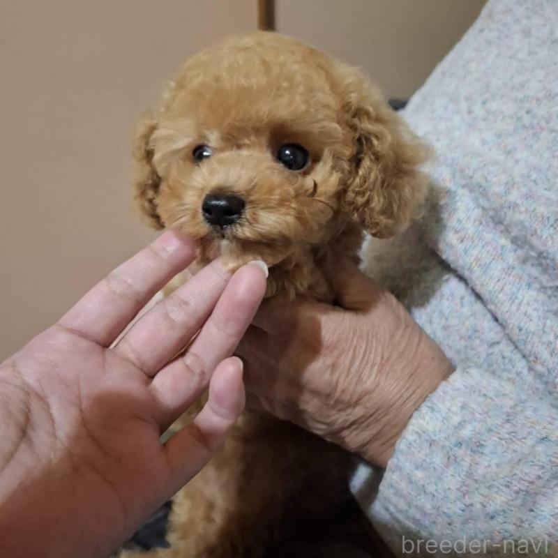 販売中の青森県のタイニープードル-423482の3枚目