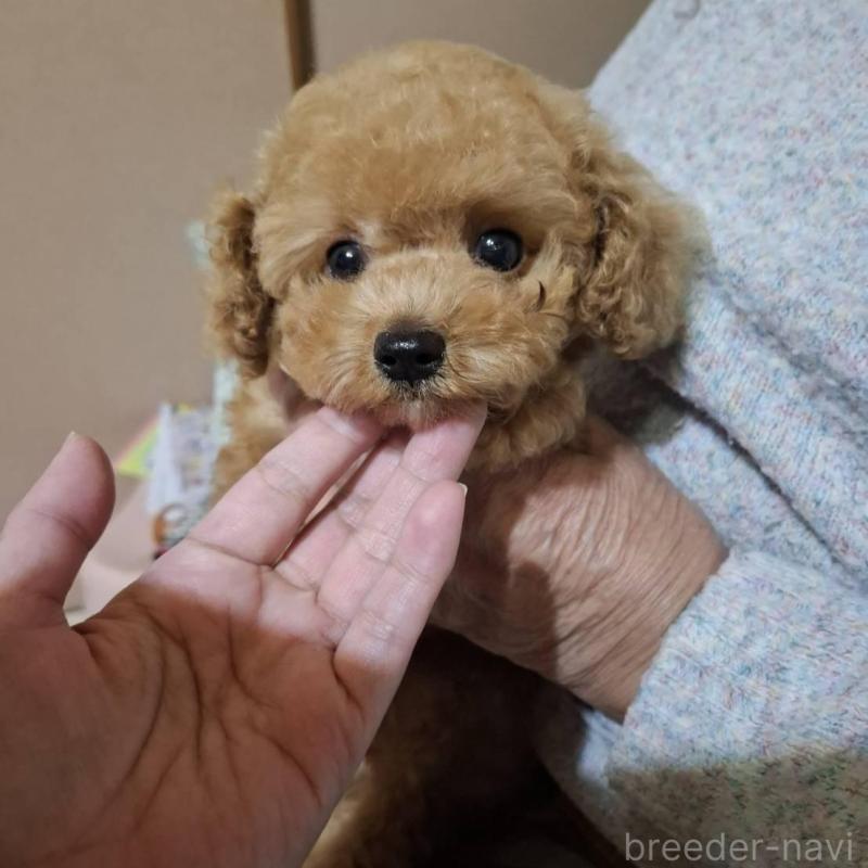 販売中の青森県のタイニープードル-423482の2枚目