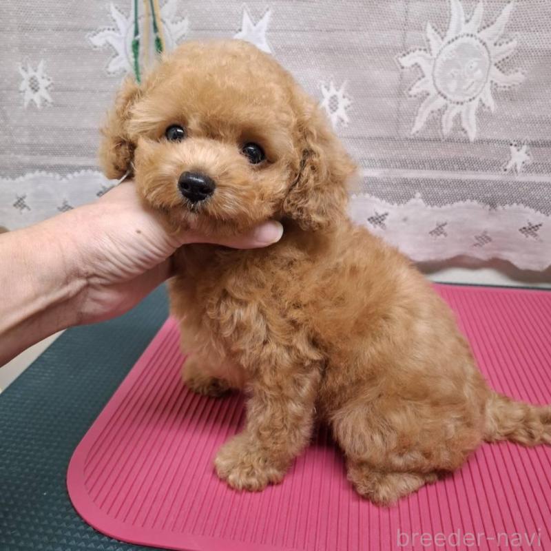 販売中の青森県のタイニープードル-423482の1枚目