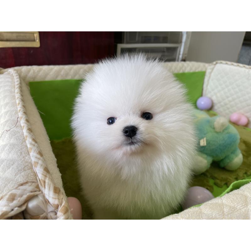 成約済の岐阜県のポメラニアン-420855の9枚目