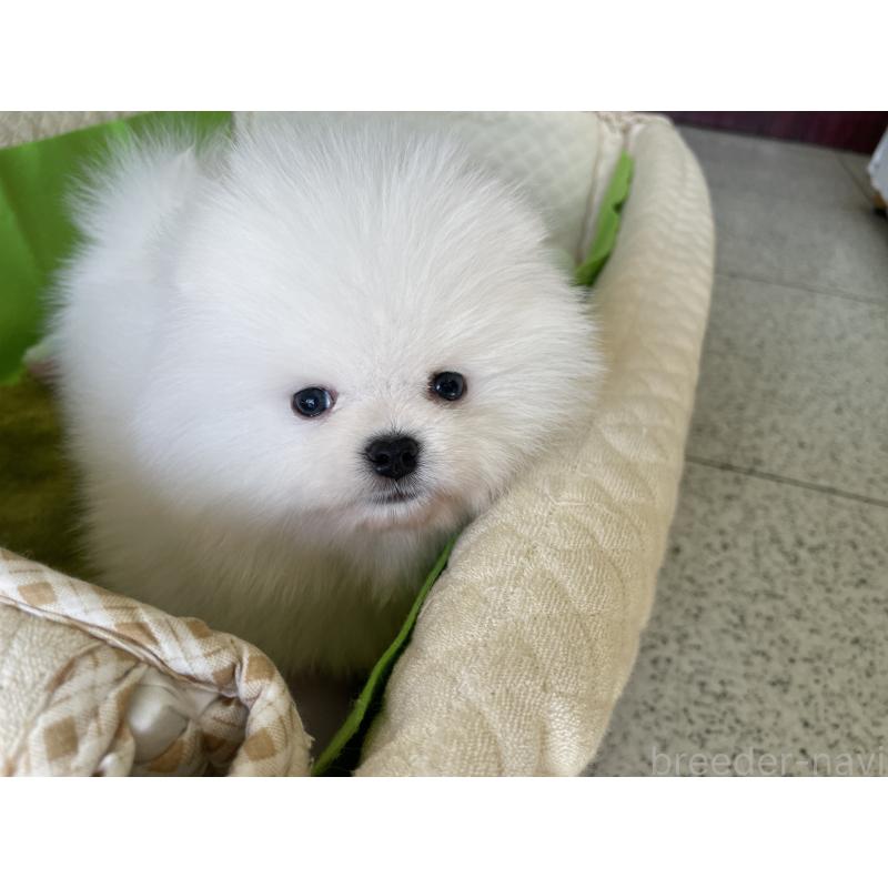 成約済の岐阜県のポメラニアン-420855の8枚目