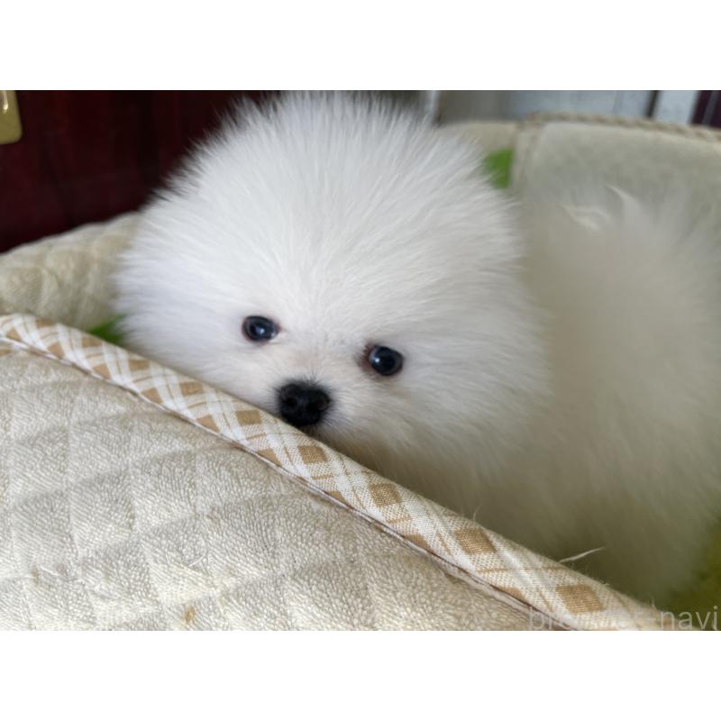 成約済の岐阜県のポメラニアン-420855の7枚目