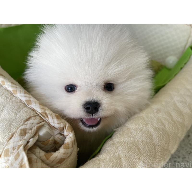 成約済の岐阜県のポメラニアン-420855の6枚目