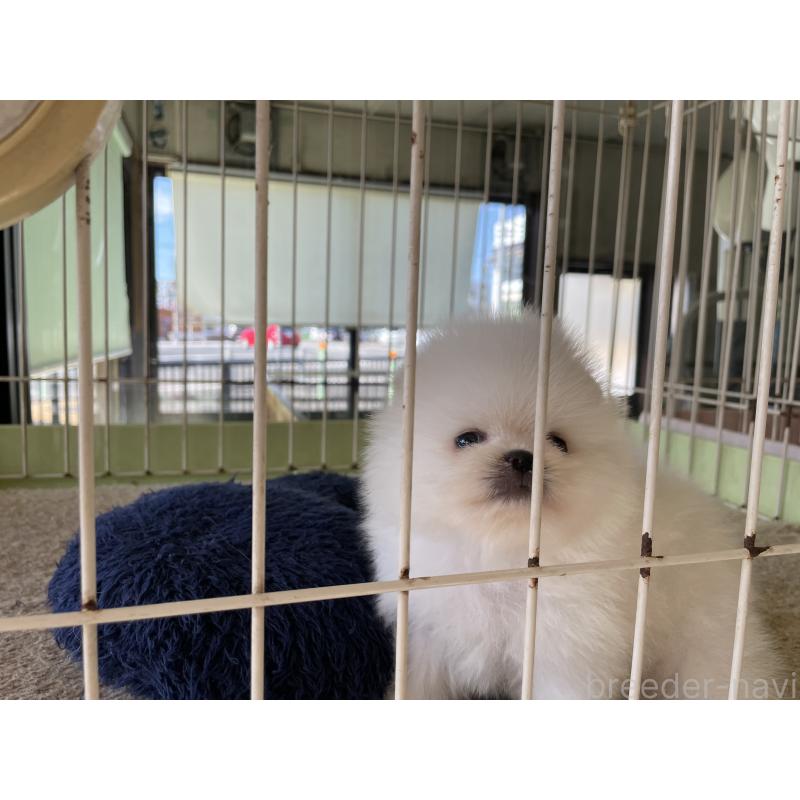 成約済の岐阜県のポメラニアン-422891の7枚目