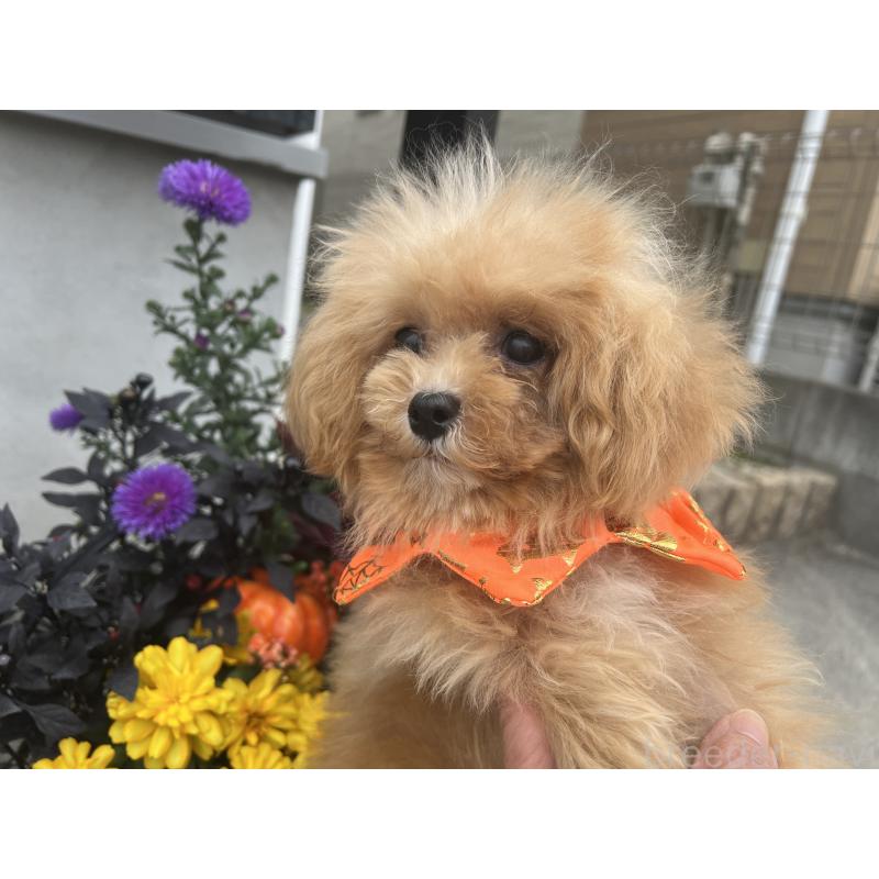 販売中の埼玉県のミックス犬-401212の7枚目