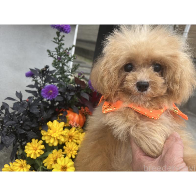 販売中の埼玉県のミックス犬-401212の6枚目