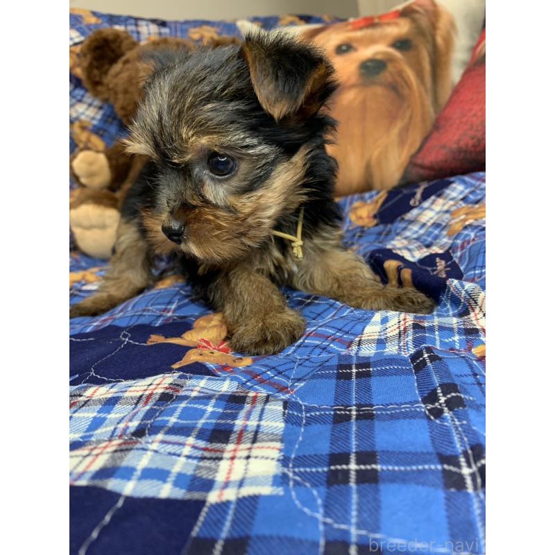 成約済の愛知県のヨークシャーテリア-417677の4枚目