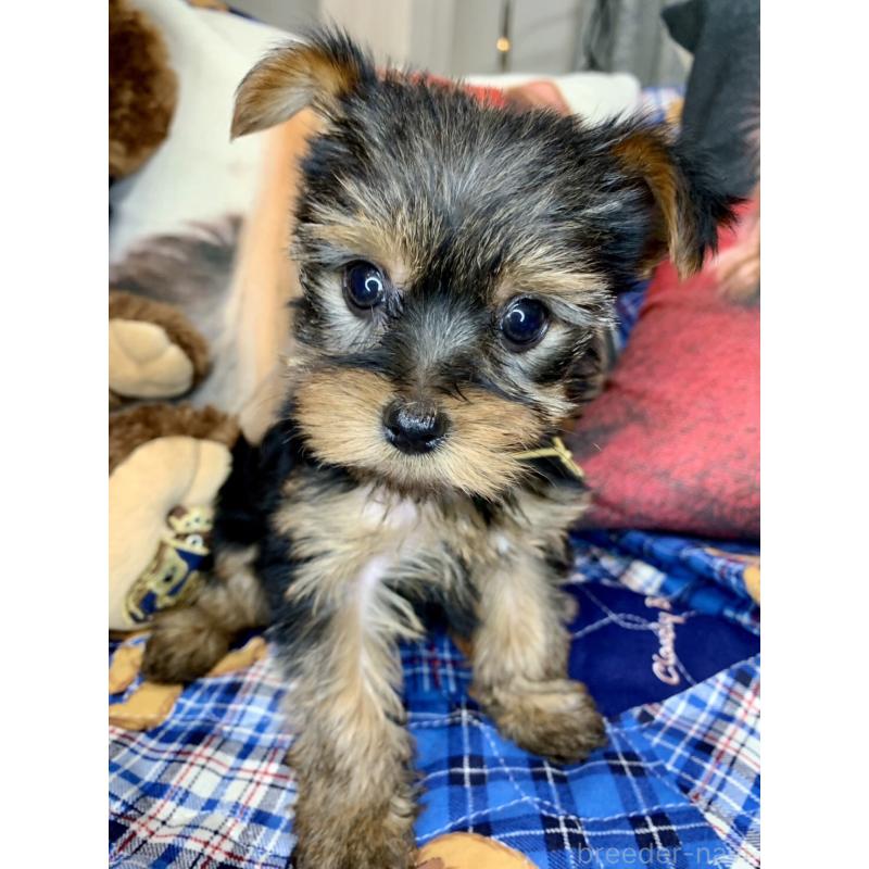 販売中の愛知県のヨークシャーテリア-417677