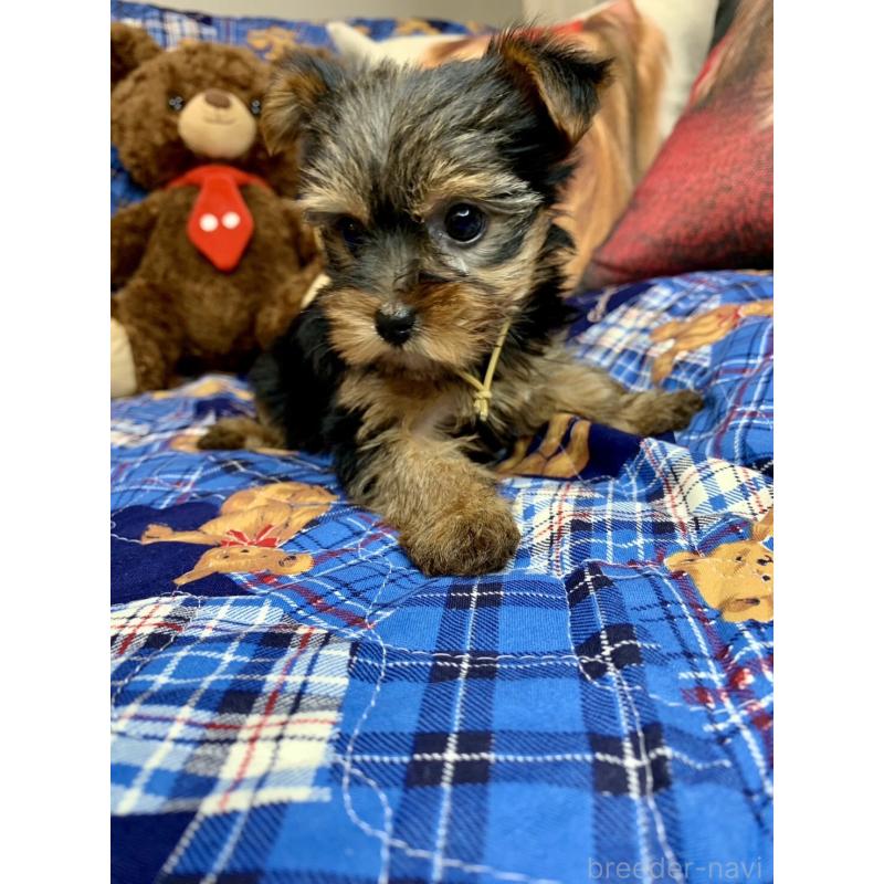 成約済の愛知県のヨークシャーテリア-417677の2枚目