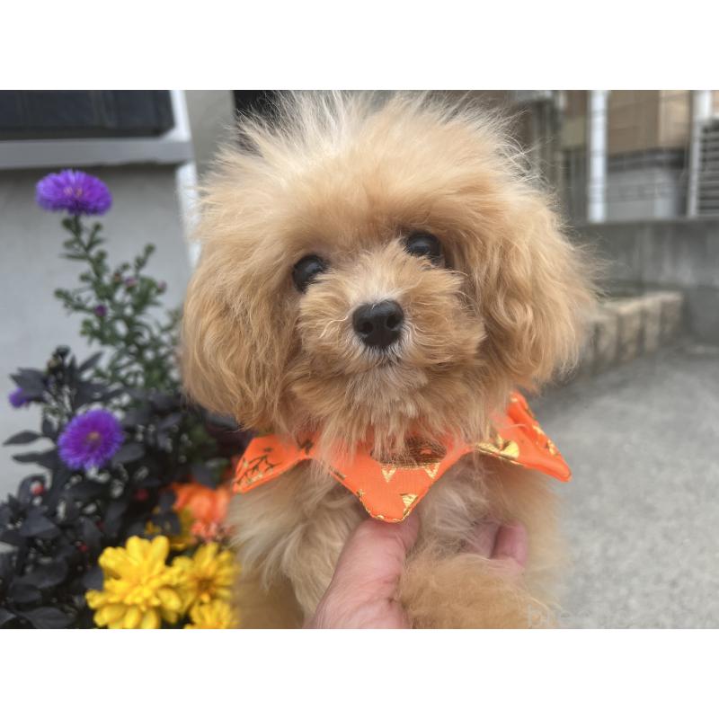 販売中の埼玉県のミックス犬-401212の5枚目