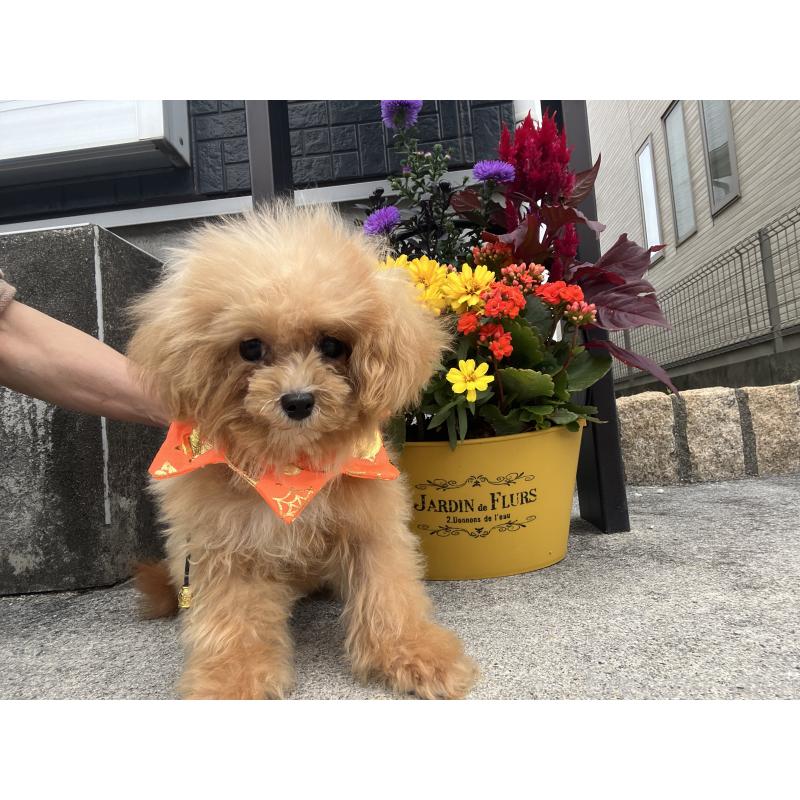 販売中の埼玉県のミックス犬-401212の4枚目