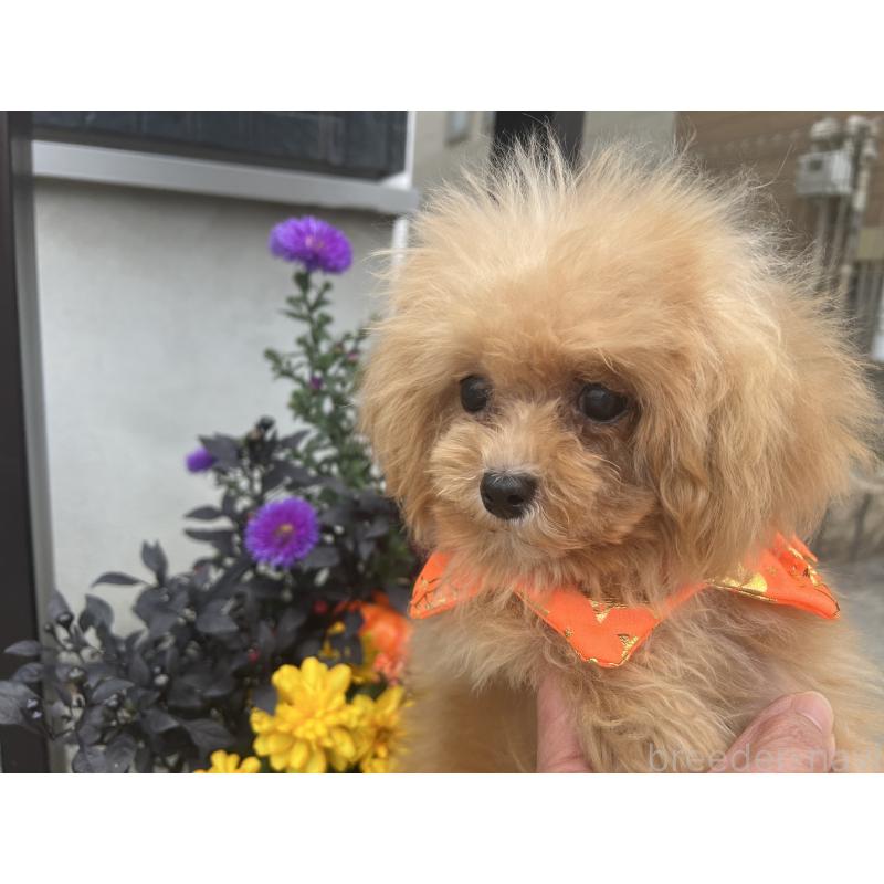 販売中の埼玉県のミックス犬-401212の3枚目