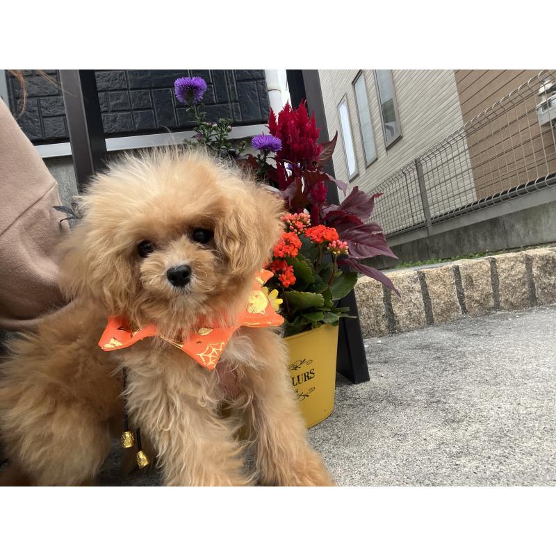 販売中の埼玉県のミックス犬-401212の2枚目